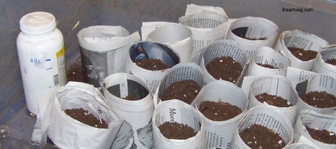 Paper pots from newspaper for planting