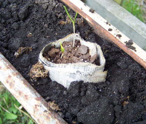 Happy seedlings in the gutter