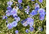 Blue blachelor button flowers