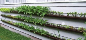 suzanne forsling grows a great gutter garden