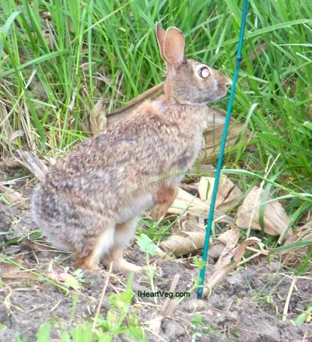 A hungry bunny