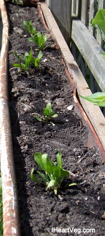 Spinach grown from seed in gutter.