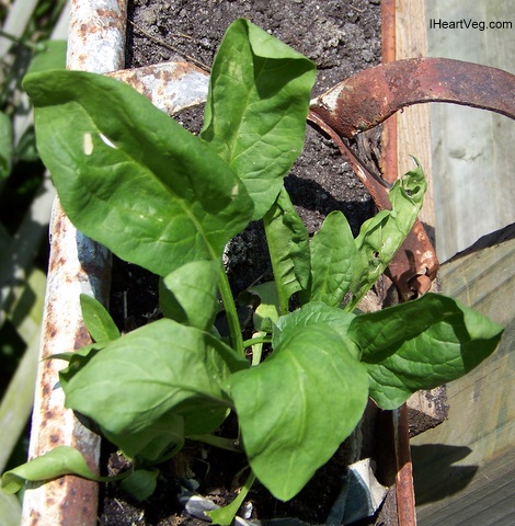 Spniach plant grown in newspaper pot