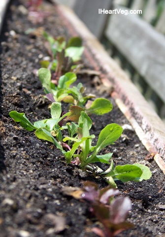 Lettuce grown from seed in gutter