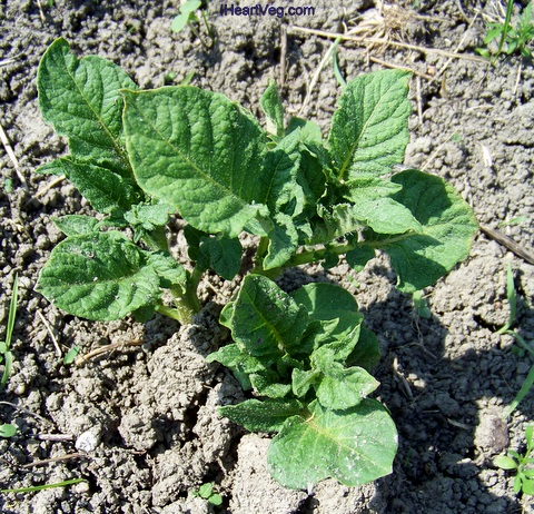 Potato plant growing in the garden.