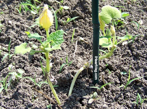 Blooms of zucchini plants